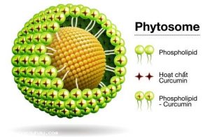 Ứng dụng công nghệ Phytosome trong bào chế Curcumin